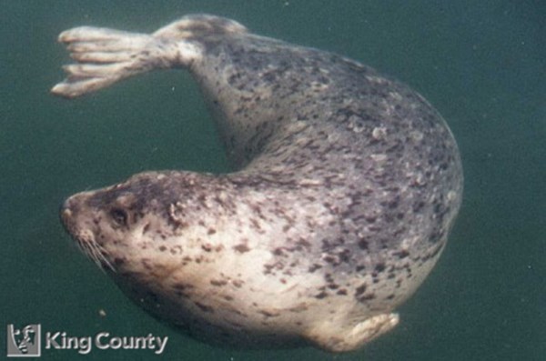 Photo of Pacific Harbor Seal - Phoca vitulina