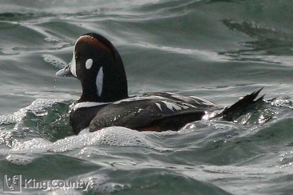 Photo of Harlequin Duck - Histrionicus histrionicus