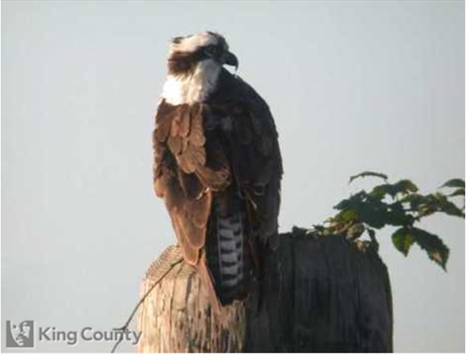 Photo of Osprey - Pandion haliaetus