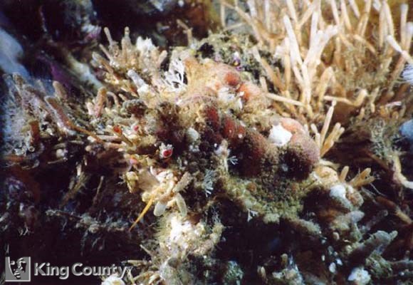 Photo of Heart Crab - Phyllolithodes papillosis
