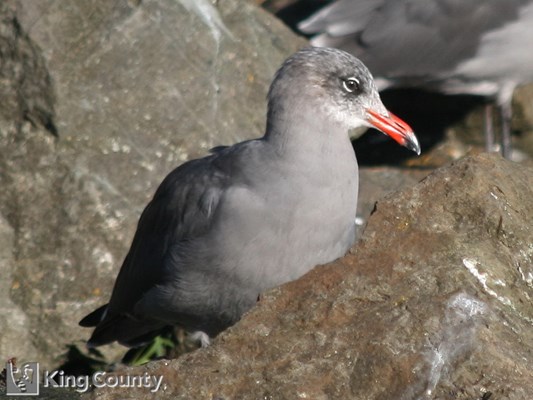 Photo of Larus heermanni