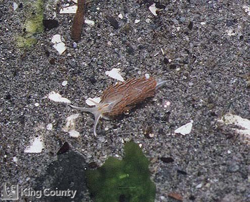 Photo of Opalescehnt Nudibranch - Hermissenda crassicornis