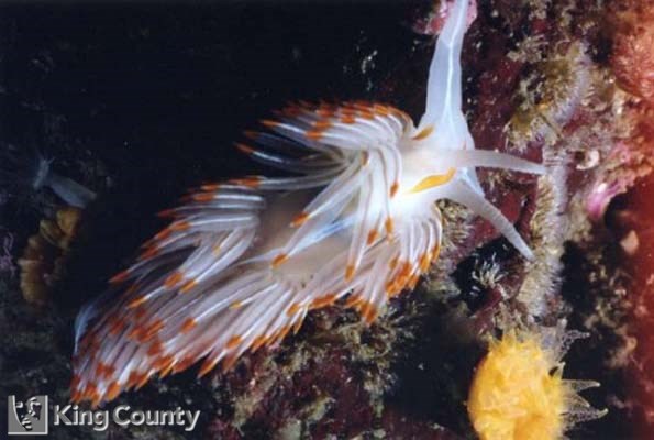 Photo of Opalescehnt Nudibranch - Hermissenda crassicornis