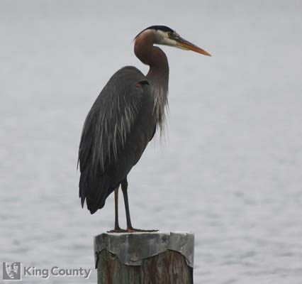 Photo of Great Blue Heron - Ardea herodias