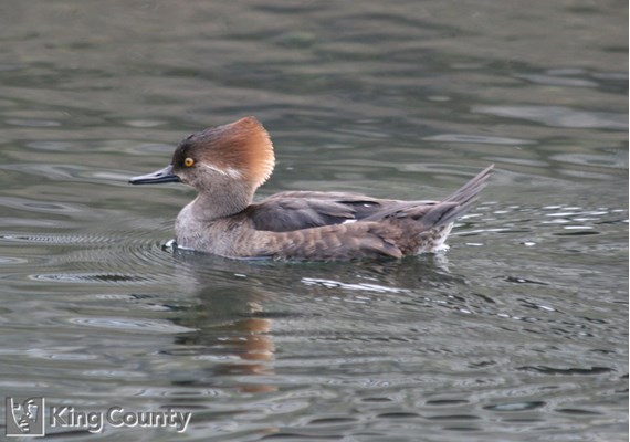 Photo of Lophodytes cucullatus