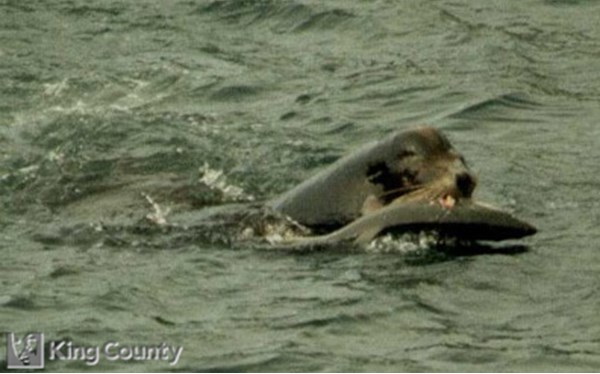 Photo of California Sea Lion - Zalophus californianus
