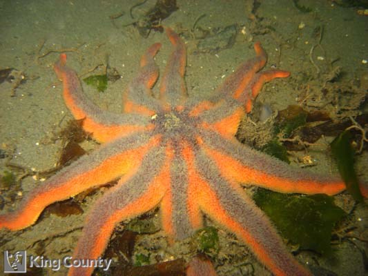 Photo of Stimpson's Sun Star - Solaster stimpsoni