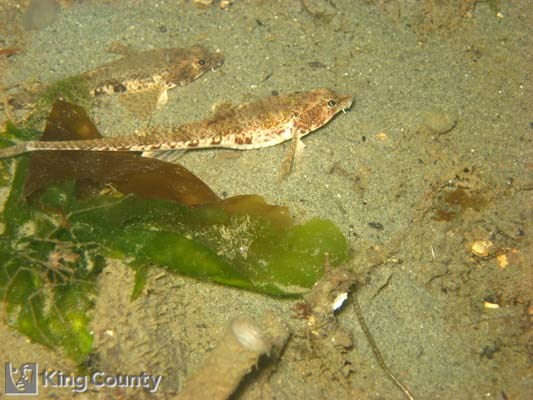 Photo of Northern Spearnose Poacher - Agonopsis vulsa