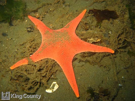 Photo of Red Sea Star - Mediaster aequalis