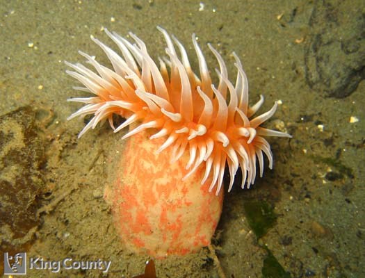 Photo of Painted Urticina - Urticina crassicornis
