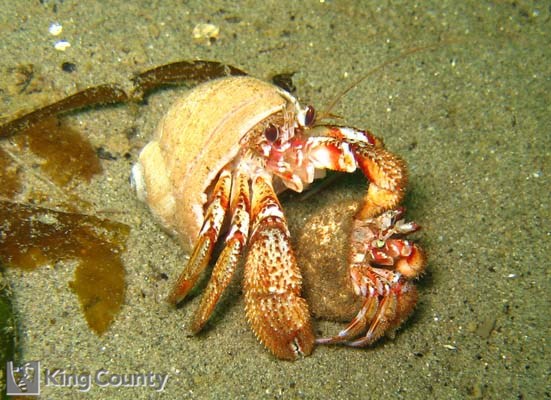 Photo of Blackeyed Hermit - Pagurus armatus