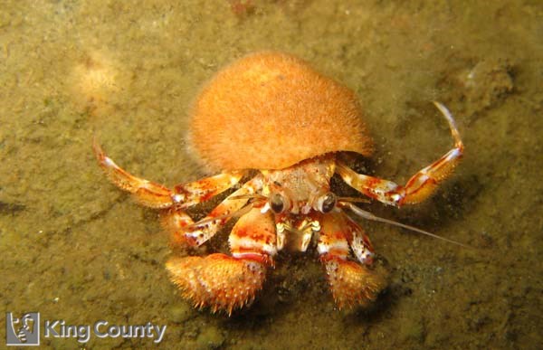 Photo of Blackeyed Hermit - Pagurus armatus