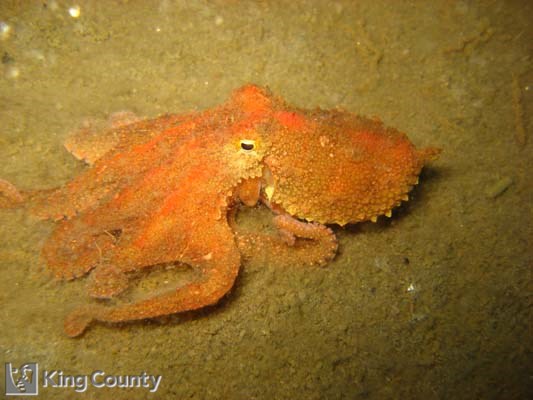 Photo of Red Octopus - Octopus rubescens