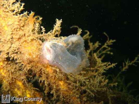 Photo of Tunicate - Corella willmeriana