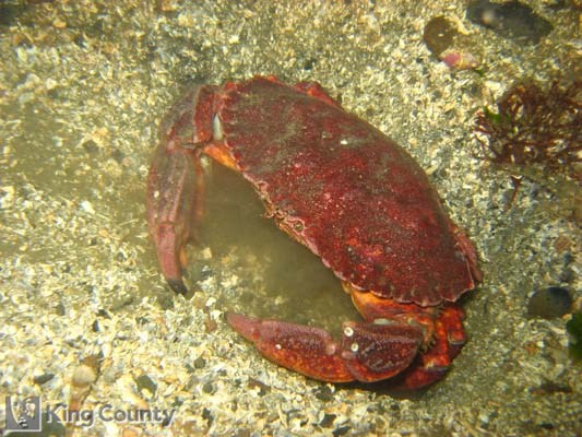 Photo of Red Rock Crab - Cancer productus