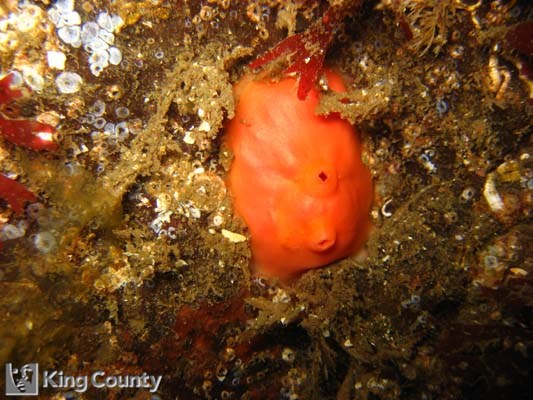 Photo of Tunicate - Cnemidocarpa finsmarkiensis