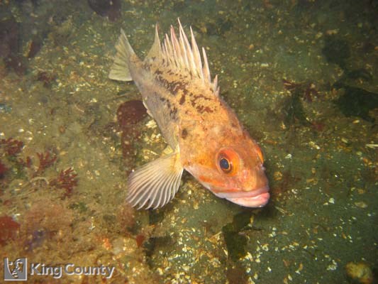 Photo of Brown Rockfish - Sebastes auriculatus