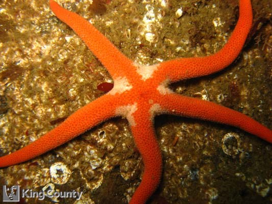 Photo of Blood Star - Henricia leviuscula