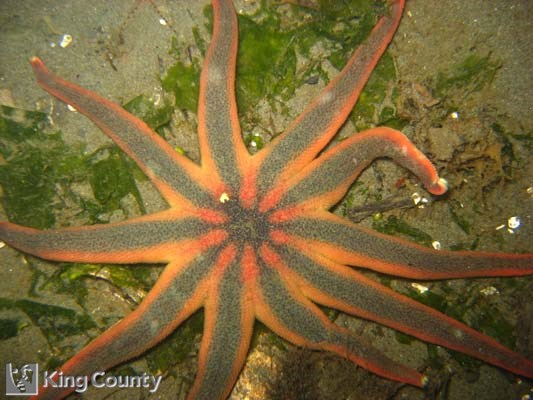 Photo of Stimpson's Sun Star - Solaster stimpsoni