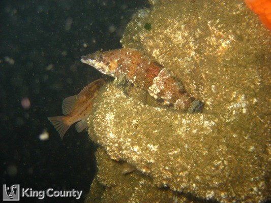 Photo of Painted Greenling - Oxylebius pictus