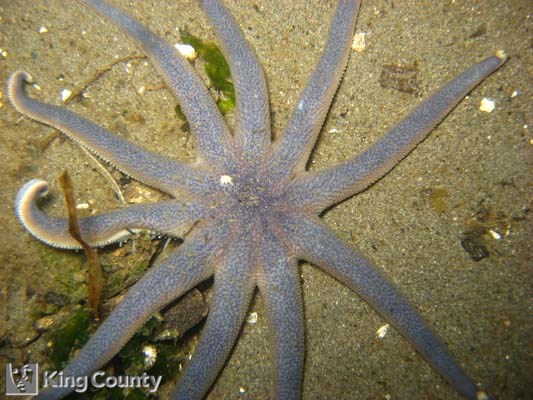 Photo of Stimpson's Sun Star - Solaster stimpsoni