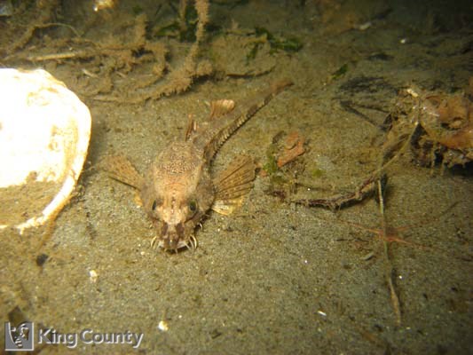Photo of Sturgeon Poacher - Podothecus acipenserinus