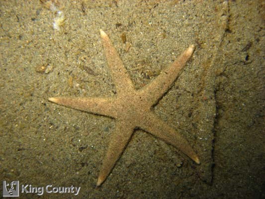 Photo of Sand Star - Luidia foliolata