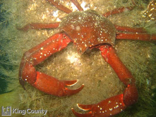 Photo of Northern Kelp Crab - Pugettia producta