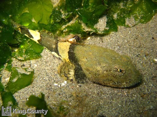 Photo of Great Sculpin - Myoxocephalus polyacanthocephalus