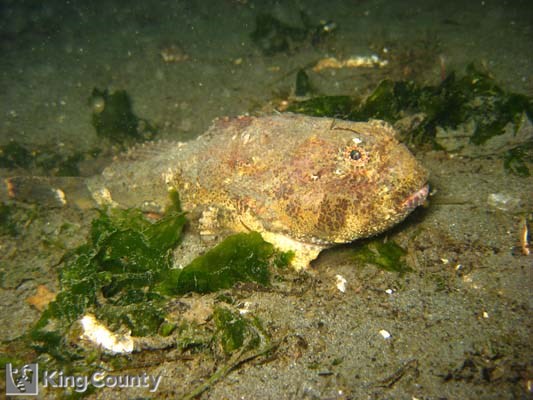 Photo of Buffalo Sculpin - Enophrys bison