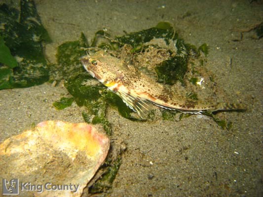 Photo of Roughback Sculpin - Chitonotus pugetensis