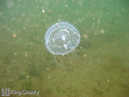 Photo of Hydrozoan - Aequorea sp.