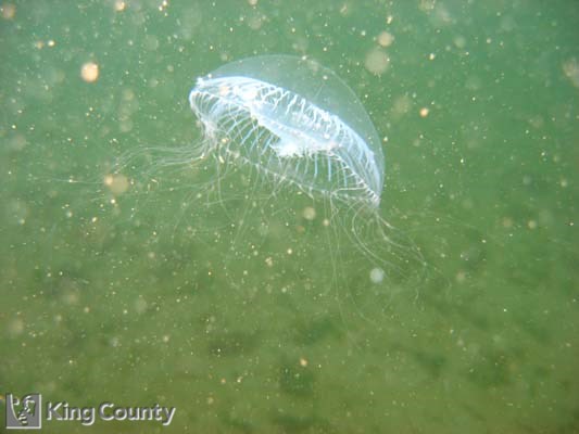Photo of Hydrozoan - Aequorea sp.