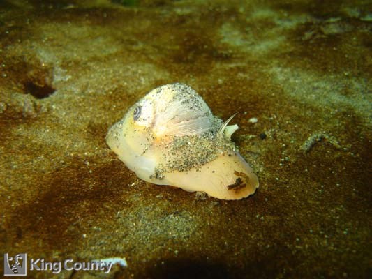 Photo of Moon Snail - Euspira lewisii