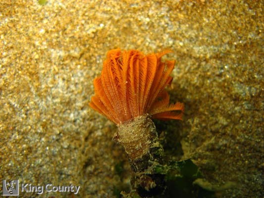 Photo of Sea Pen - Eudistylia polymorpha