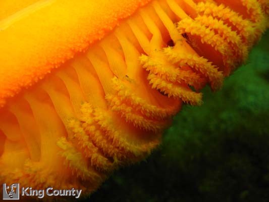 Photo of Sea Pen - Ptilosarcus gurneyi