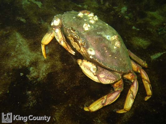 Photo of Dungeness Crab - Metacarcinus magister