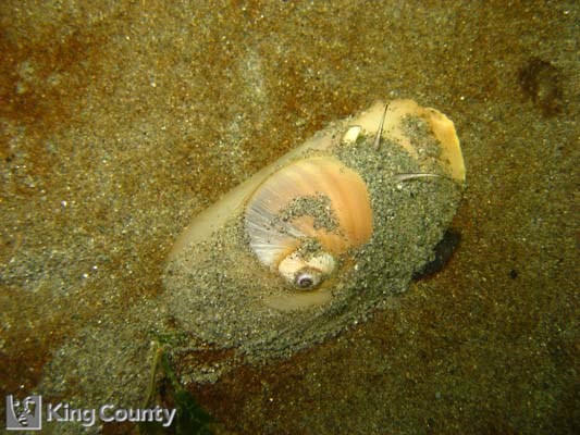 Photo of Moon Snail - Euspira lewisii