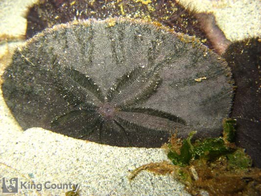 Photo of Sand Dollar - Dendraster excentricus
