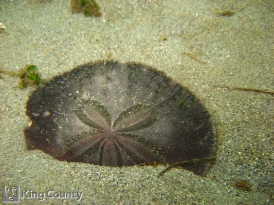 Photo of Sand Dollar - Dendraster excentricus