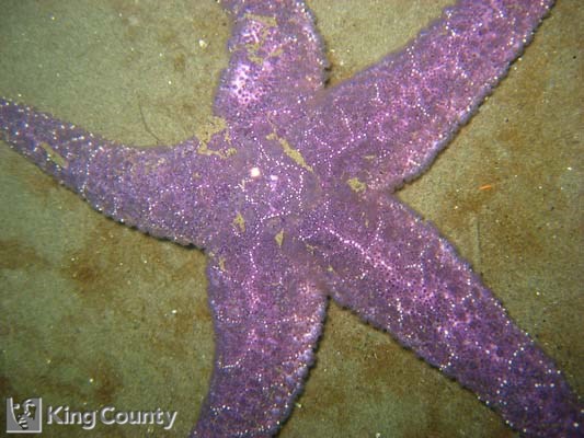 Photo of Ochre Star - Pisaster ochraceus