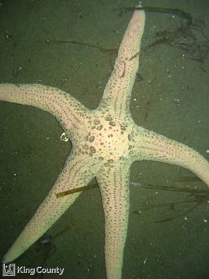 Photo of Short Spined Sea Star - Pisaster brevispinus