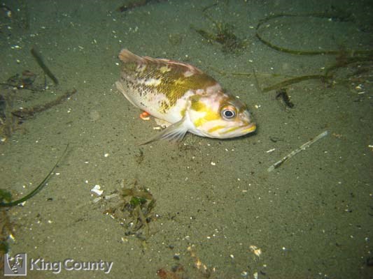 Photo of Copper Rockfish - Sebastes caurinus