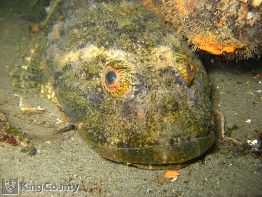 Photo of Great Sculpin - Myoxocephalus polyacanthocephalus
