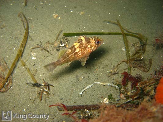 Photo of Brown Rockfish - Sebastes auriculatus