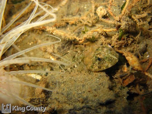 Photo of Sculpin - Enophrys bison