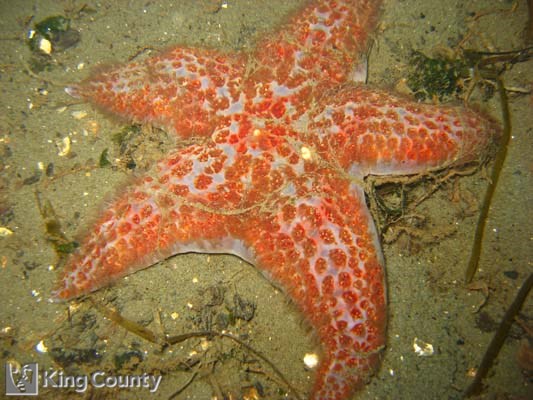 Photo of Leather Star - Dermasterias imbricata