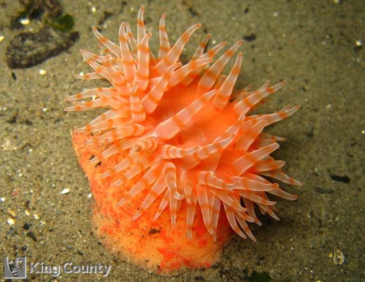 Photo of Swimming Anemone - Stomphia didemon
