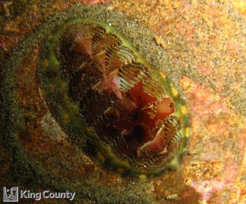 Photo of Lined Chiton - Tonicella lineata