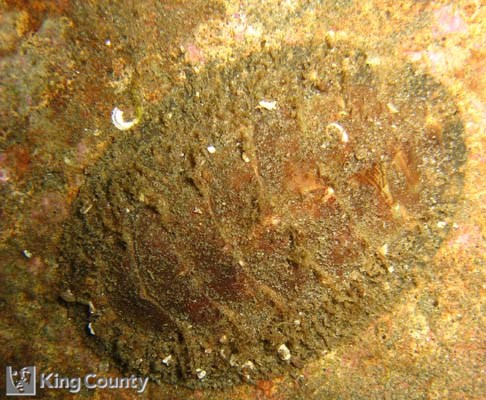 Photo of Hairy Chiton - Mopalia kennerleyi